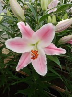 [4218 Queenfish EVR No02.JPG]